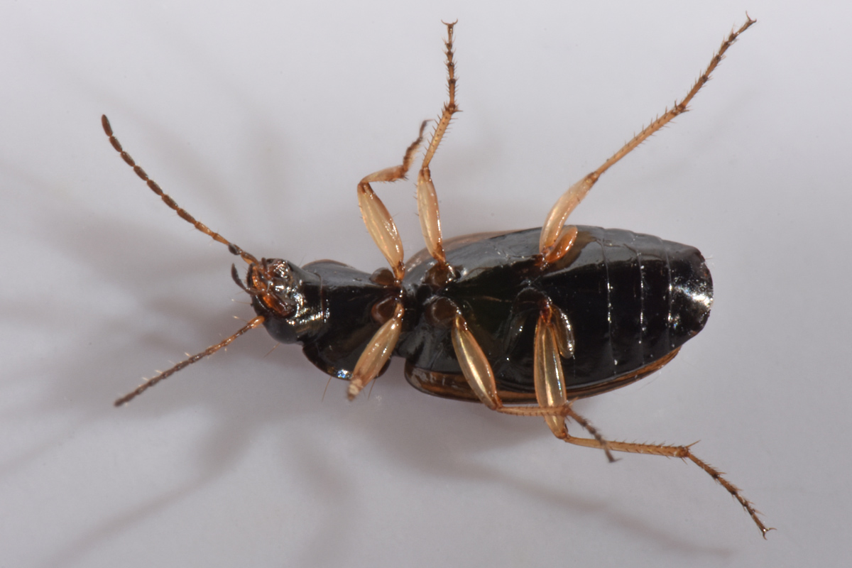 Carabidae: Olisthopus glabricollis & fuscatus?